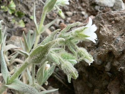 Cerastium floccosum, photographed by Fabien Anthelme