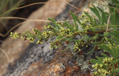 Searsia pondoensis, photographed by Tony Rebelo