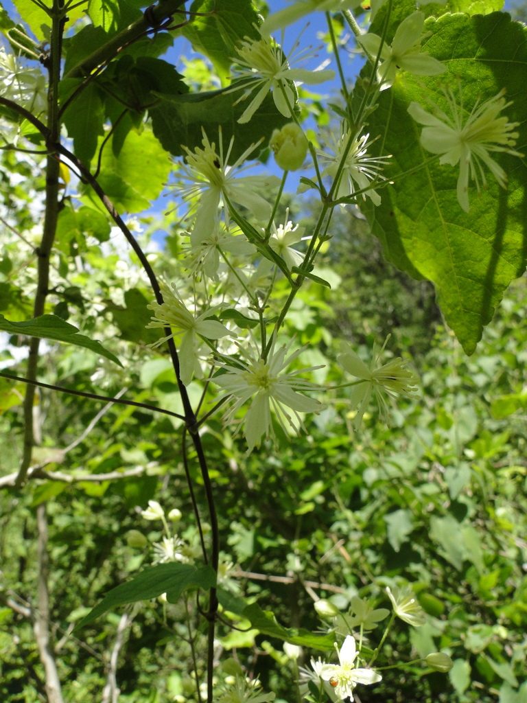 Clematis rhodocarpa, photographed by Eugenio Padilla