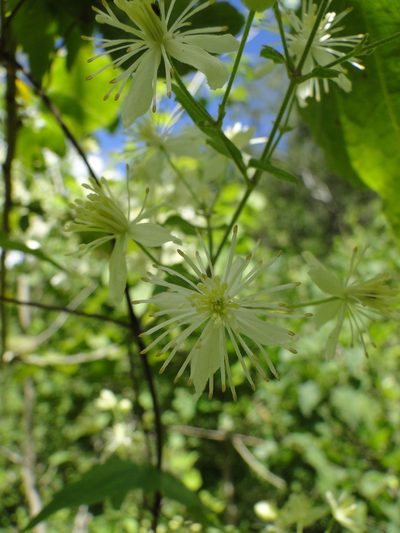 Clematis rhodocarpa, photographed by Eugenio Padilla