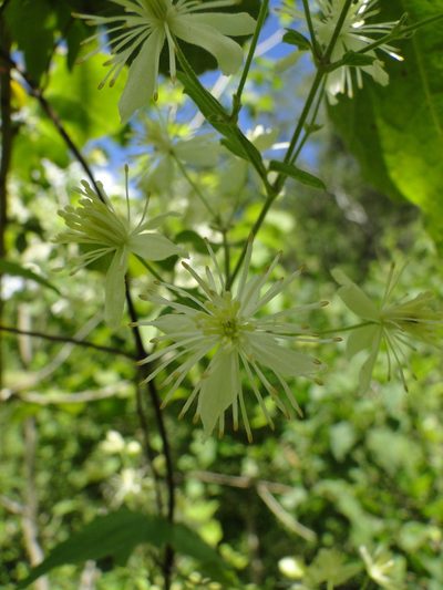 Clematis rhodocarpa, photographed by Eugenio Padilla