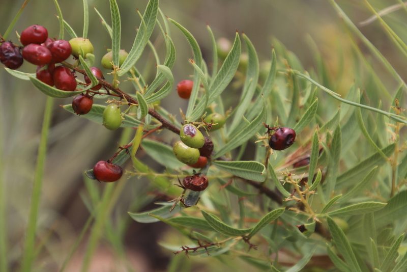 Searsia pondoensis, photographed by Tony Rebelo