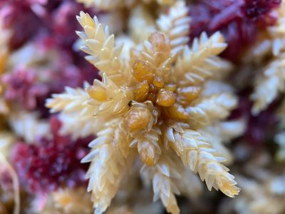Sphagnum papillosum, photographed by Andrew Melton