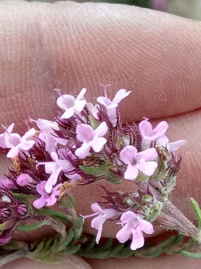 Thymus algeriensis, photographed by Karim Haddad