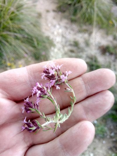 Thymus algeriensis, photographed by Karim Haddad