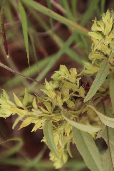 Hermannia montana, photographed by Tony Rebelo