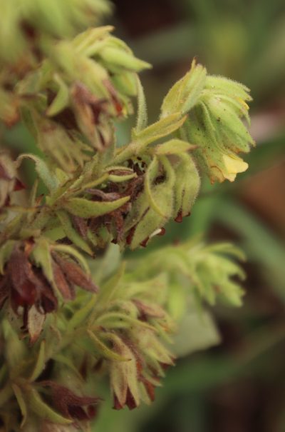 Hermannia montana, photographed by Tony Rebelo