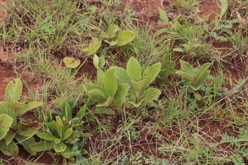 Diospyros galpinii, photographed by Tony Rebelo