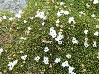 Arenaria dicranoides, photographed by Fabien Anthelme