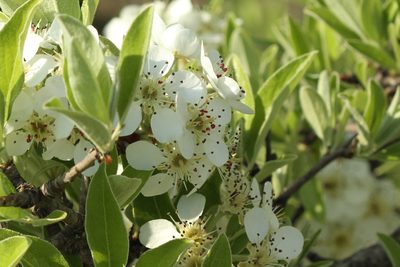 Pyrus spinosa, photographed by Julien Renoult