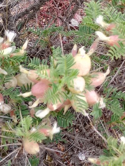 Astragalus armatus, photographed by Karim Haddad