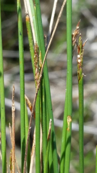 Eleocharis elongata, photographed by Jay Horn