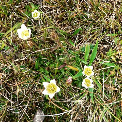 Gentianella limoselloides, photographed by Fabien Anthelme