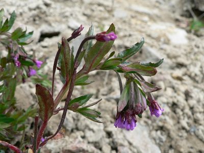 Epilobium denticulatum, photographed by Fabien Anthelme