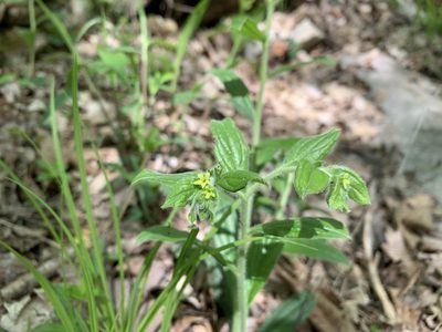 Lithospermum tuberosum, photographed by Neal Kelso