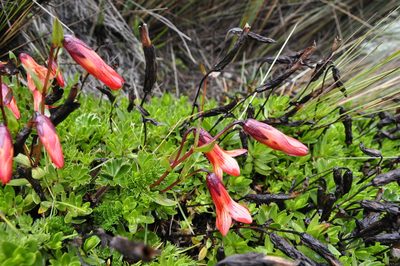 Gentianella cernua, photographed by Fabien Anthelme