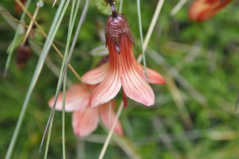 Gentianella cernua, photographed by Fabien Anthelme