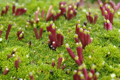 Azorella corymbosa, photographed by Fabien Anthelme