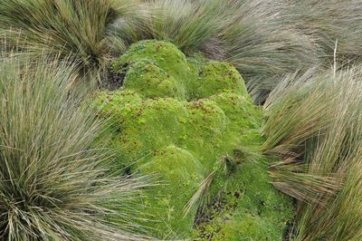 Azorella corymbosa, photographed by Fabien Anthelme