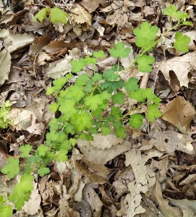 Ribes echinellum, photographed by Anthony A Simmons