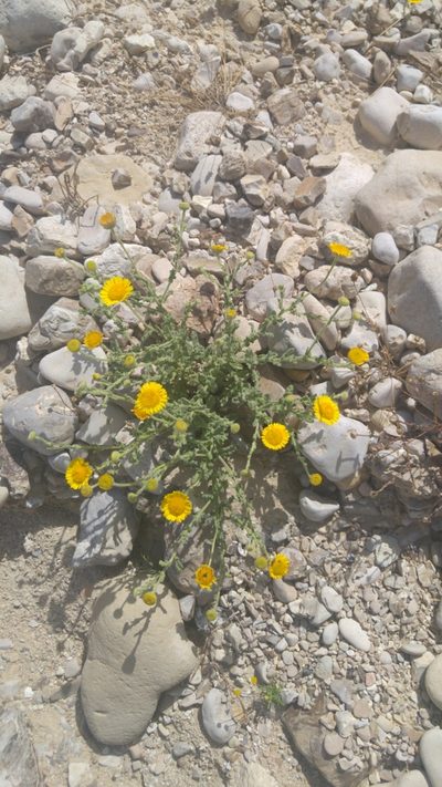 Pulicaria incisa, photographed by Mattia Menchetti