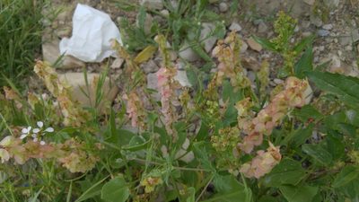 Rumex cyprius, photographed by Mattia Menchetti