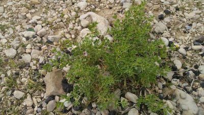 Zygophyllum molle, photographed by Mattia Menchetti