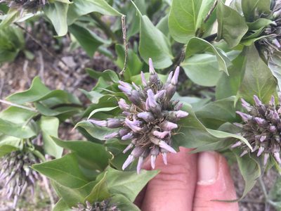Amsonia tomentosa, photographed by CK2AZ