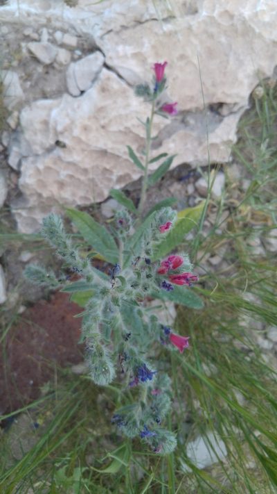 Echium judaeum, photographed by Mattia Menchetti