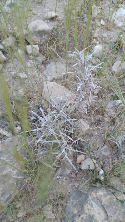 Blepharis attenuata, photographed by Mattia Menchetti