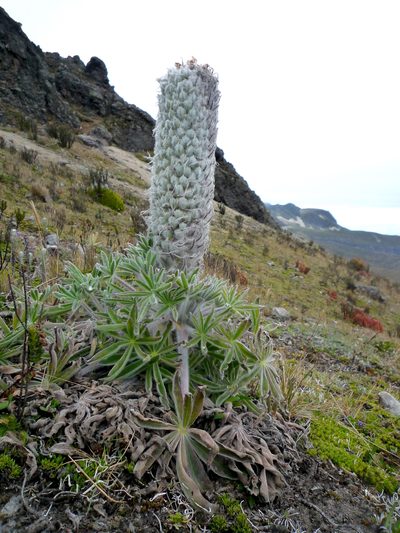 Lupinus alopecuroides, photographed by Fabien Anthelme