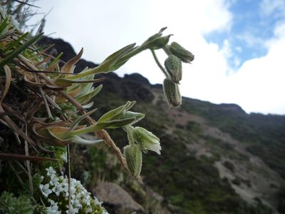 Cerastium floccosum, photographed by Fabien Anthelme
