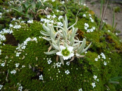 Cerastium floccosum, photographed by Fabien Anthelme