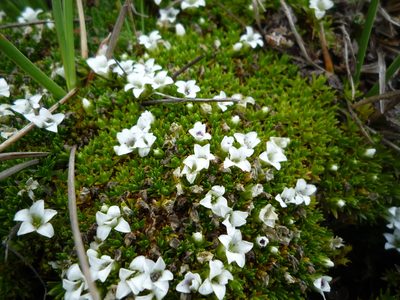 Arenaria dicranoides, photographed by Fabien Anthelme