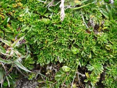 Azorella aretioides, photographed by Fabien Anthelme