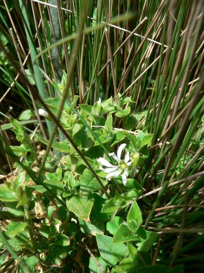 Stellaria recurvata, photographed by Fabien Anthelme