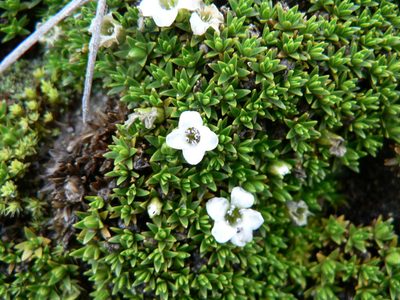 Arenaria dicranoides, photographed by Fabien Anthelme