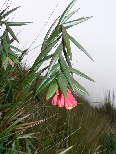 Bomarea glaucescens, photographed by Fabien Anthelme
