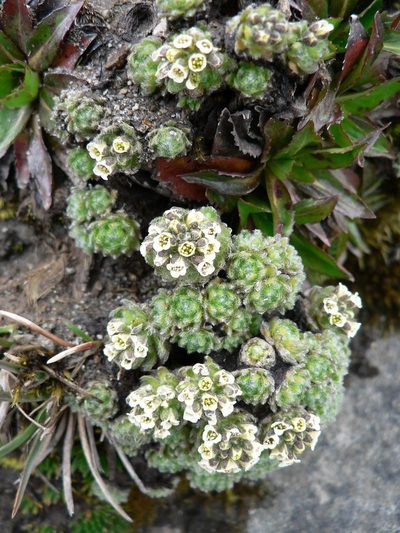 Draba aretioides, photographed by Fabien Anthelme