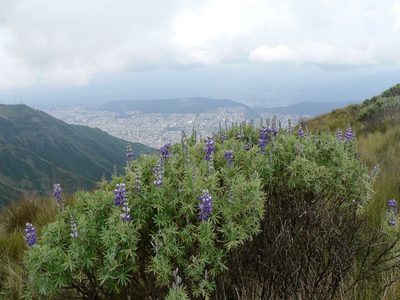 Lupinus pubescens, photographed by Fabien Anthelme