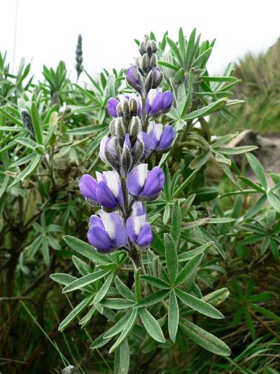 Lupinus pubescens, photographed by Fabien Anthelme