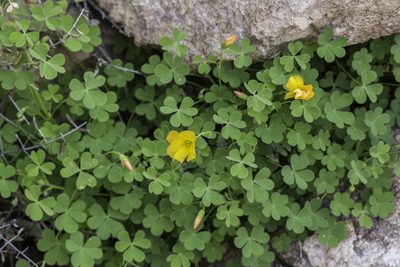 Oxalis californica, photographed by Craig Martin