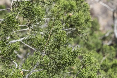 Juniperus arizonica, photographed by Craig Martin