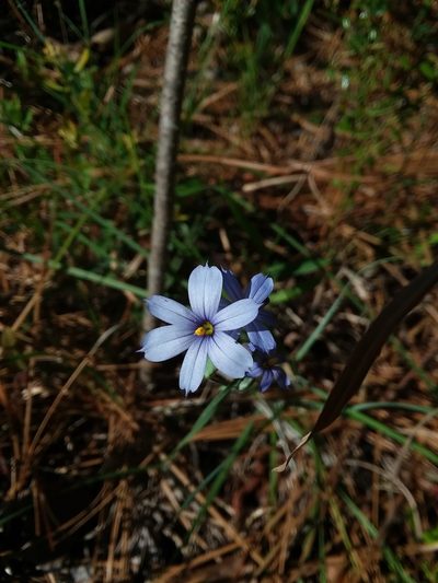Sisyrinchium nashii, photographed by Will McFarland
