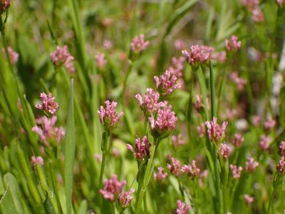 Valeriana ciliosa, photographed by George Williams