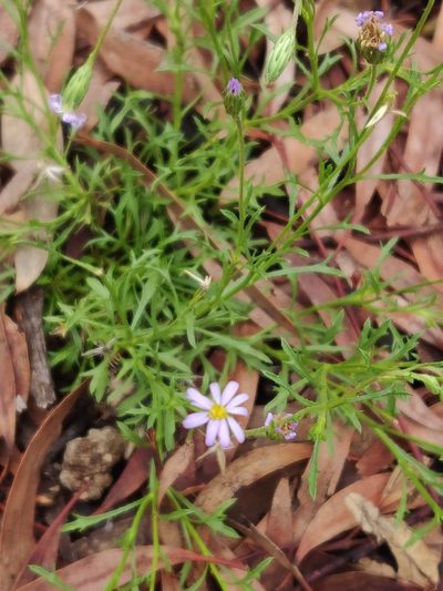 Vittadinia muelleri, photographed by Donald Hobern