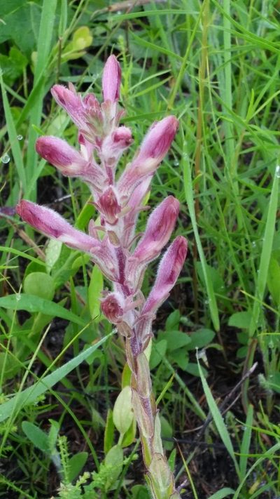 Schwalbea americana, photographed by Alpha Wolf