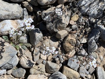 Physaria purpurea, photographed by CK2AZ