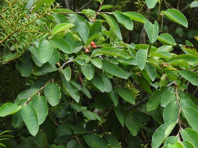 Cotoneaster frigidus, photographed by Penelope Noel Gillette