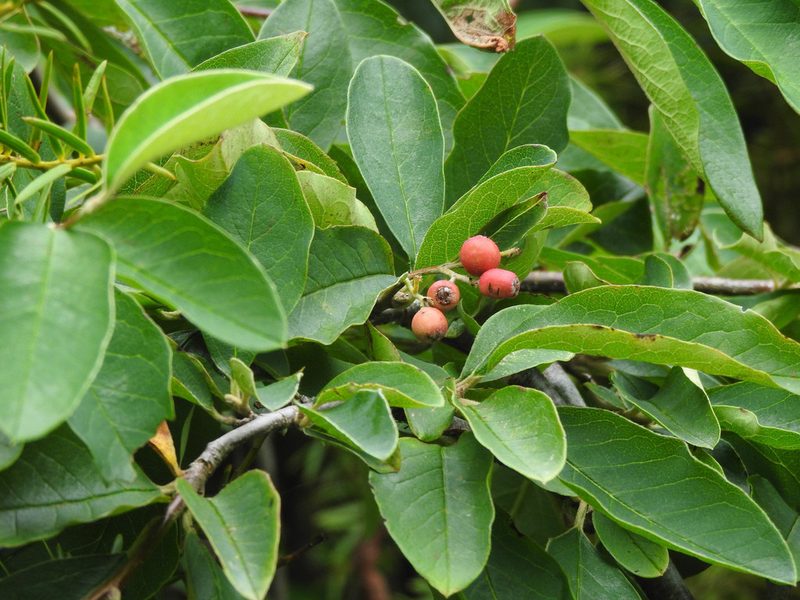 Cotoneaster frigidus, photographed by Penelope Noel Gillette